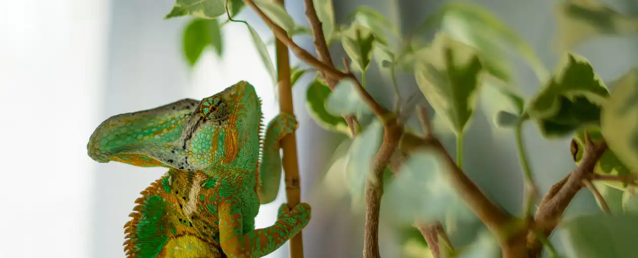 chameleon-okosotthon-kameleon.webp